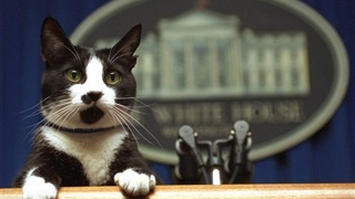 R.I.P., Socks The Cat